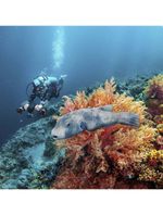 Sublue-Whiteshark-MixPro--Underwater-Scooter_6