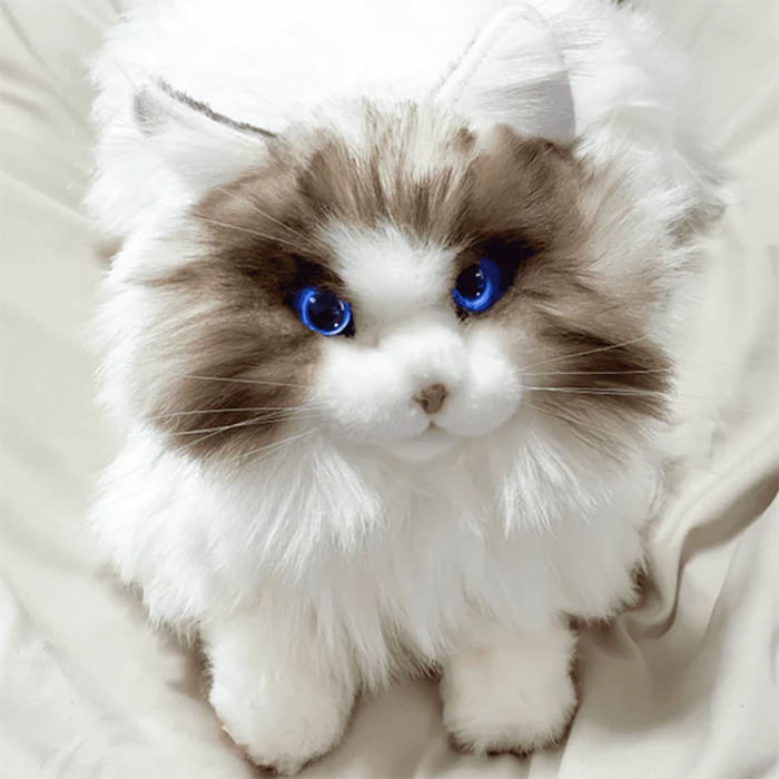 metacat.jpg