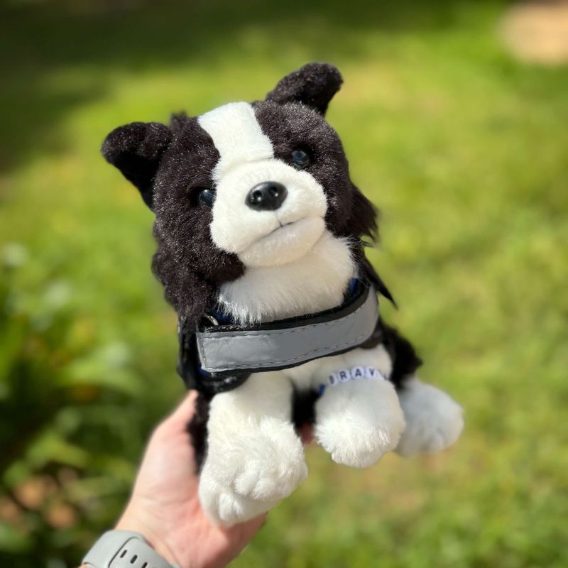 boarder_collie.jpg
