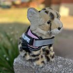 Living_nature_cheetah_plush_essa.jpg