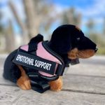 Dachshund_Dog_living_nature_plush_dog.heic